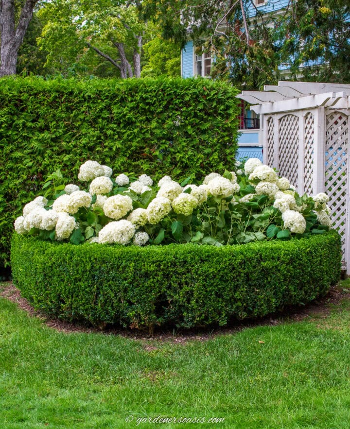 Boxwoods For Structure 24 Boxwood Landscaping Ideas To Add Structure And Style To Your Garden