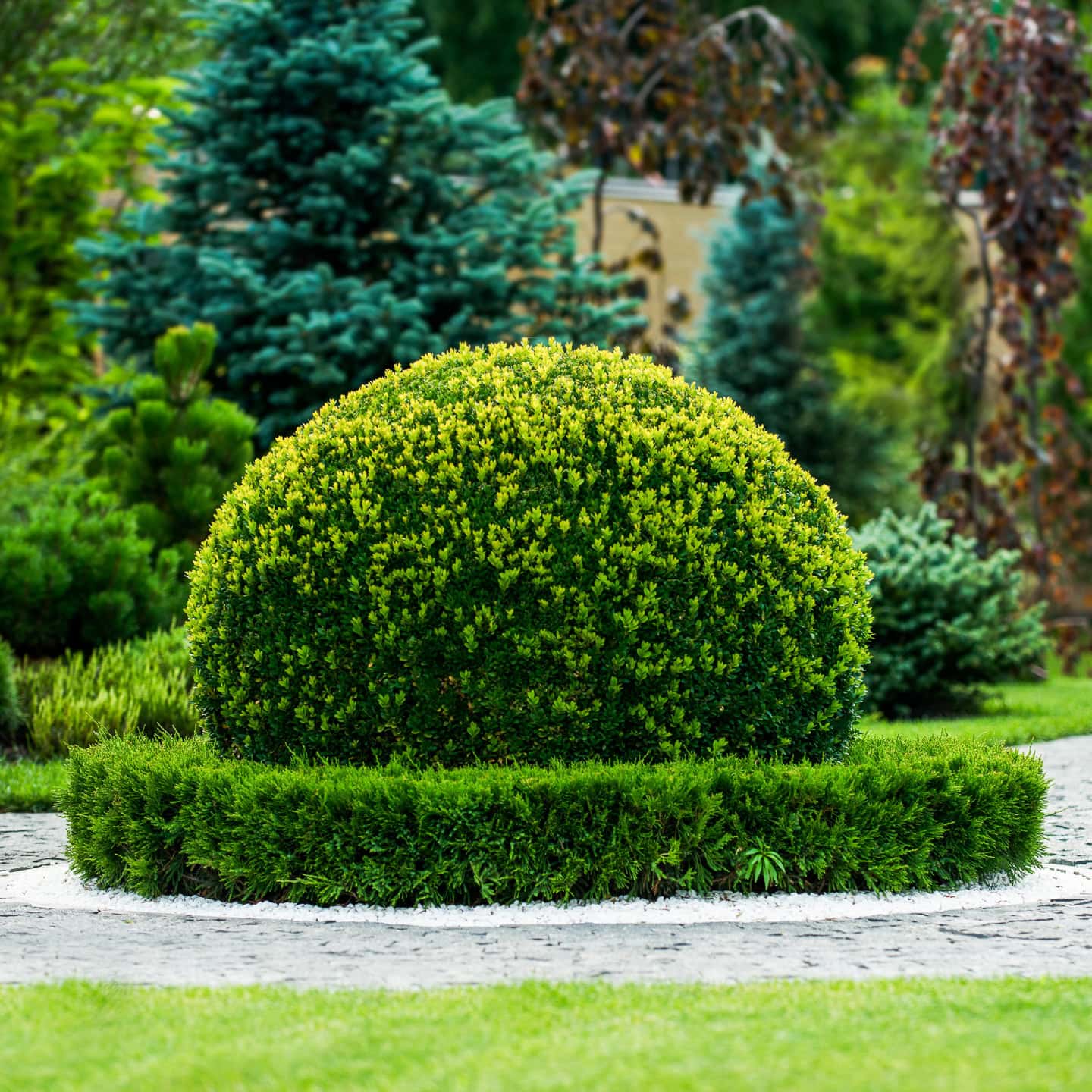 A round, neatly trimmed green shrub is surrounded by a low, rectangular hedge in a landscaped garden with trees in the background.