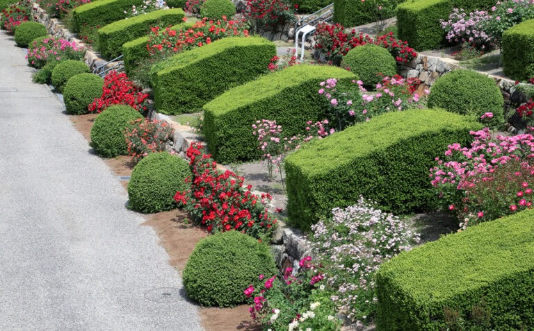 Boxwoods For Structure 24 Boxwood Landscaping Ideas To Add Structure And Style To Your Garden