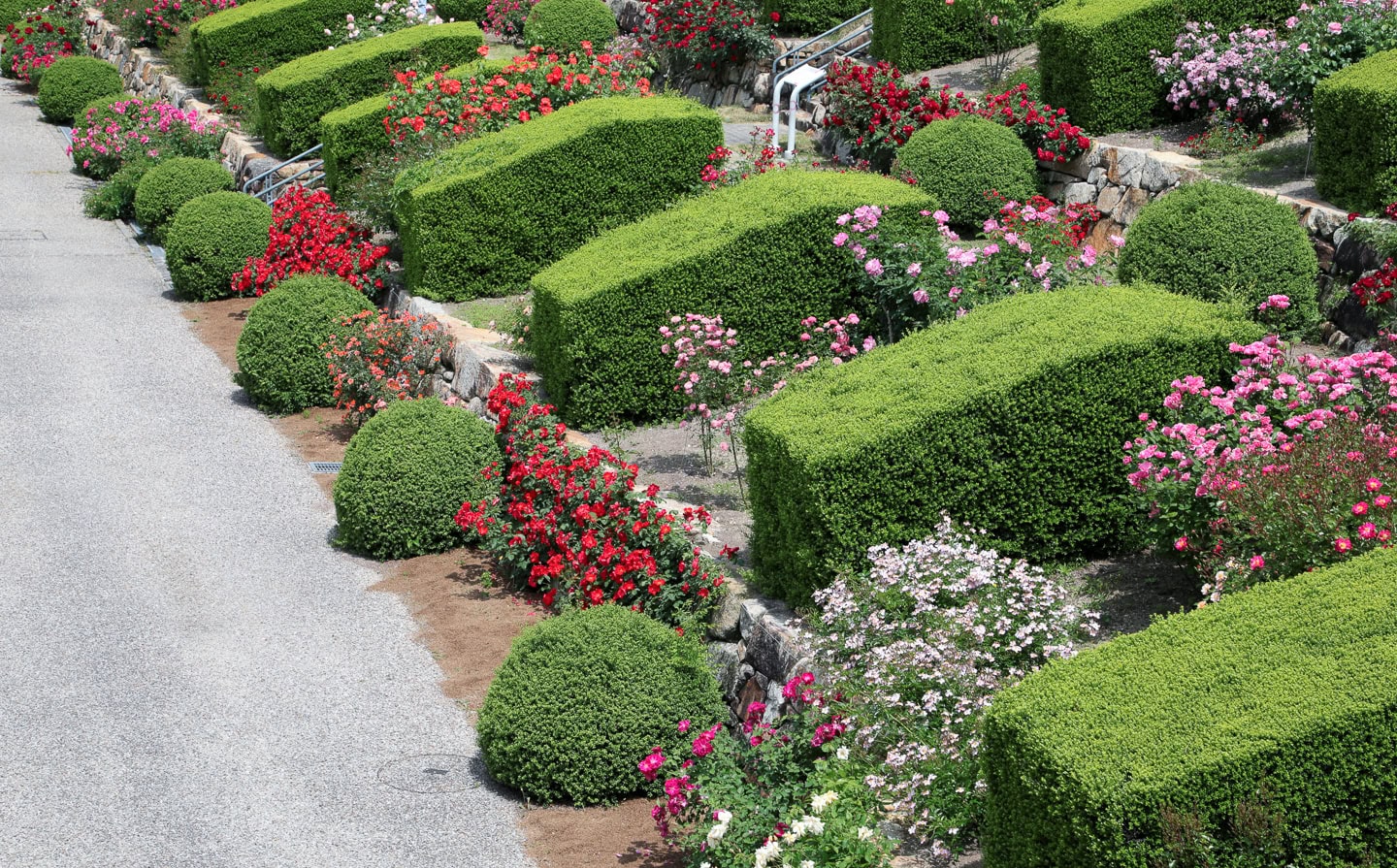 Manicured hedges and blooming rose bushes line a stone terrace garden next to a paved walkway.
