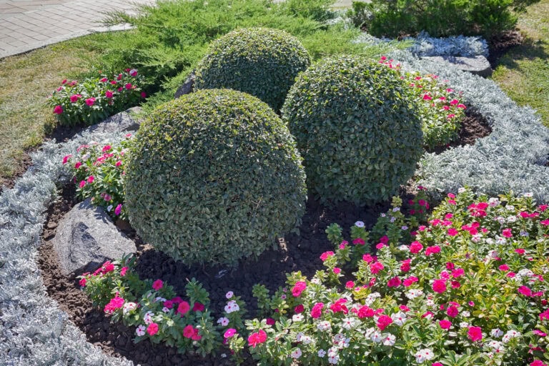 Boxwoods For Structure 24 Boxwood Landscaping Ideas To Add Structure And Style To Your Garden