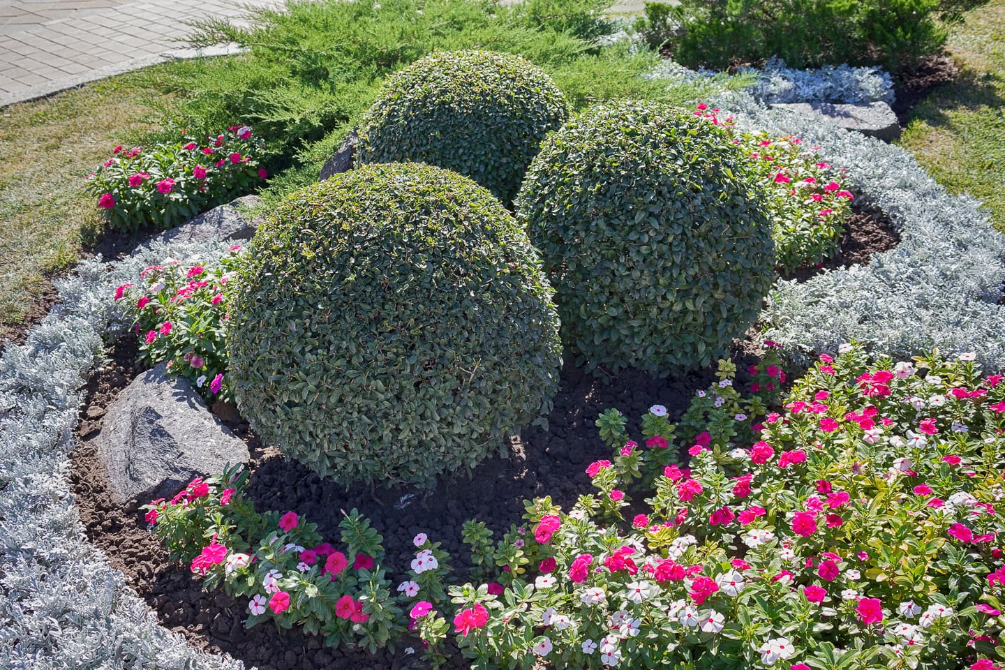 Three neatly trimmed round shrubs surrounded by pink and white flowers in a landscaped garden bed with rocks and greenery.