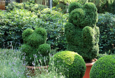 Boxwoods For Structure 24 Boxwood Landscaping Ideas To Add Structure And Style To Your Garden