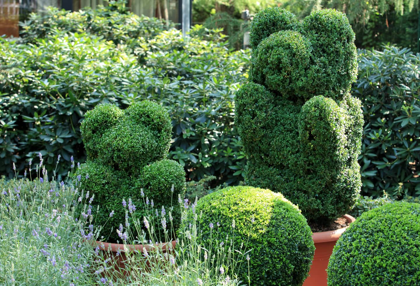 Potted green topiary shrubs, trimmed into whimsical bear shapes, are placed among round bushes and lavender in a garden setting.