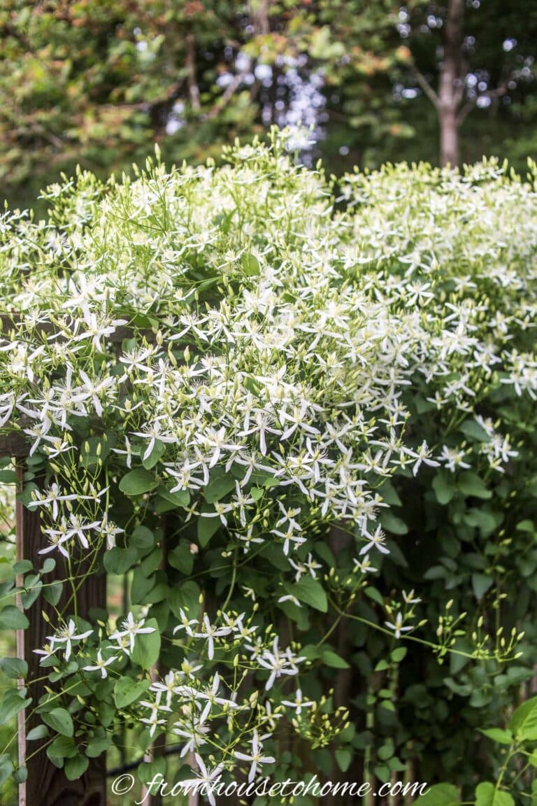 Dry Shade Plants (15 Of The Best Perennials And Shrubs For Dry Shade Gardens)