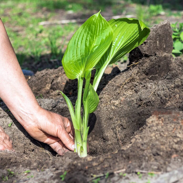 Hosta Care: The Ultimate Guide To Planting And Growing Plaintain Lilies