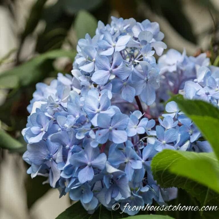 Why Aren’t My Hydrangeas Blooming?