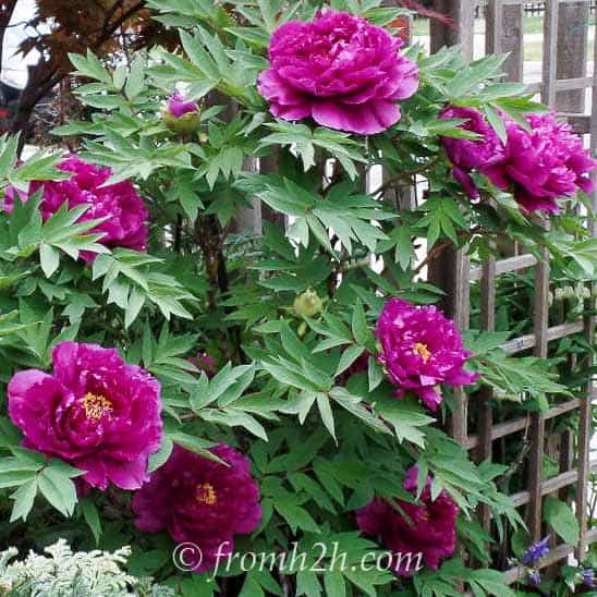 17 Shade Loving Shrubs (The Best Bushes To Plant Under Trees)