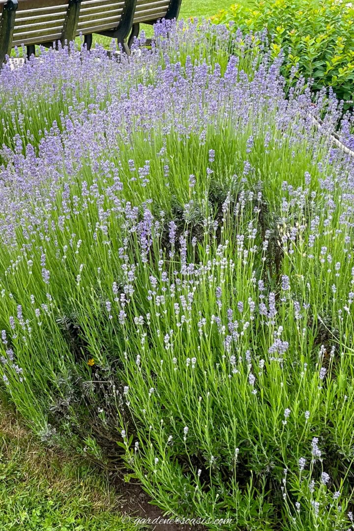 Lavender growing in the garden