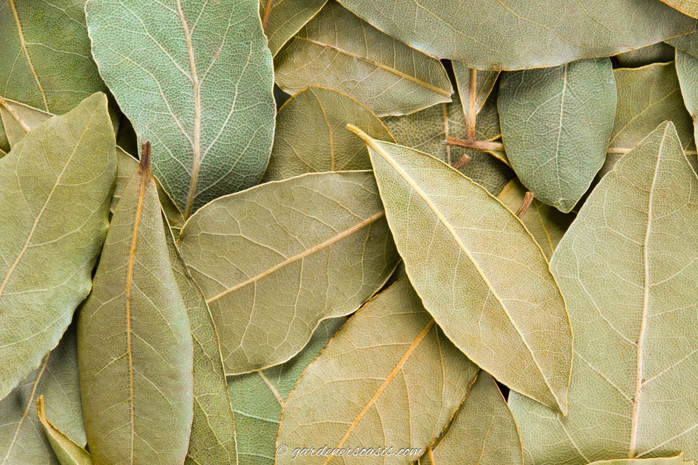 insect repellent plants - bay leaves