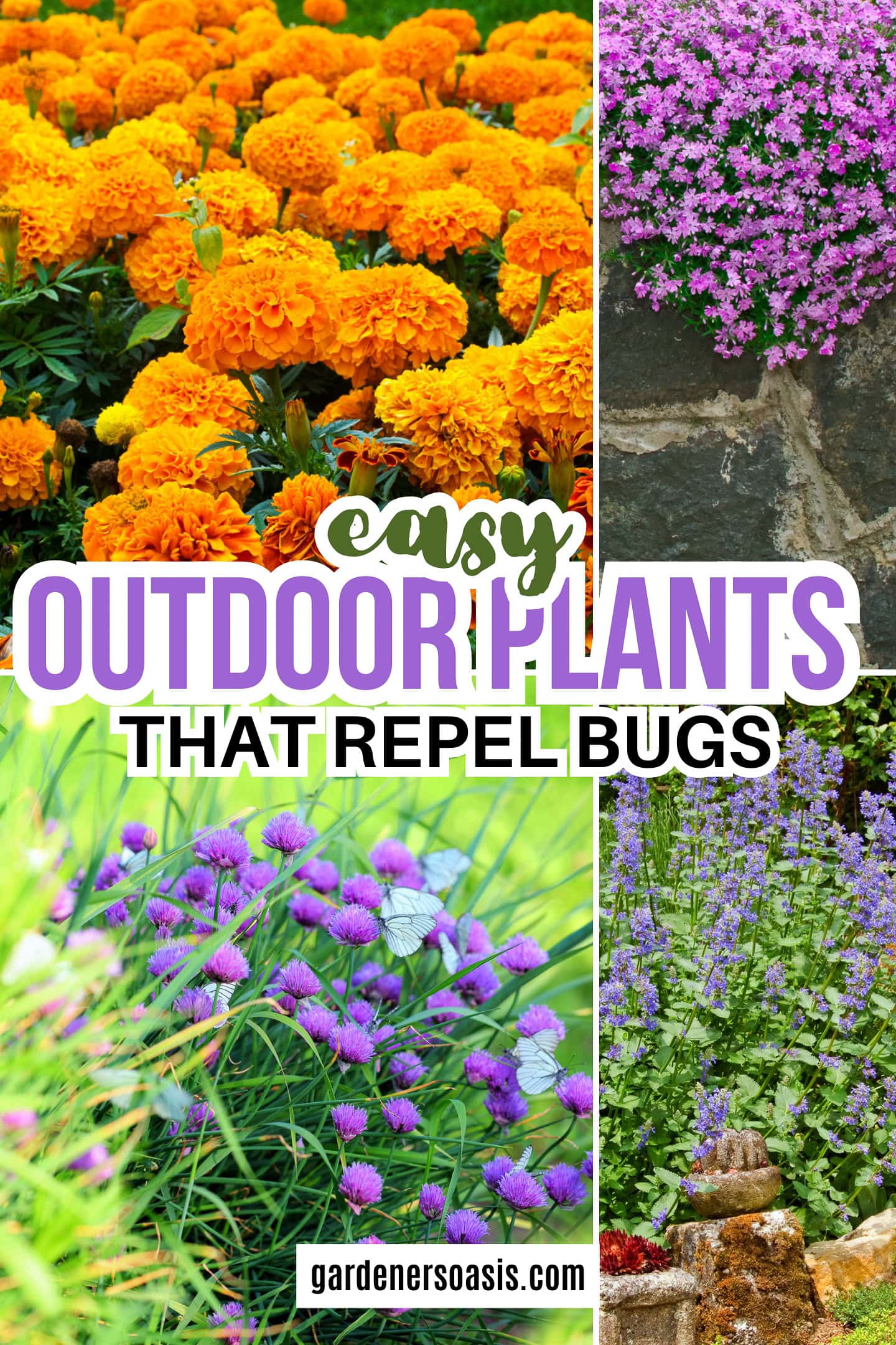 easy outdoor plants that repel bugs