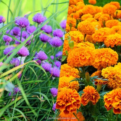 chives and marigolds are 2 plants that repel bugs