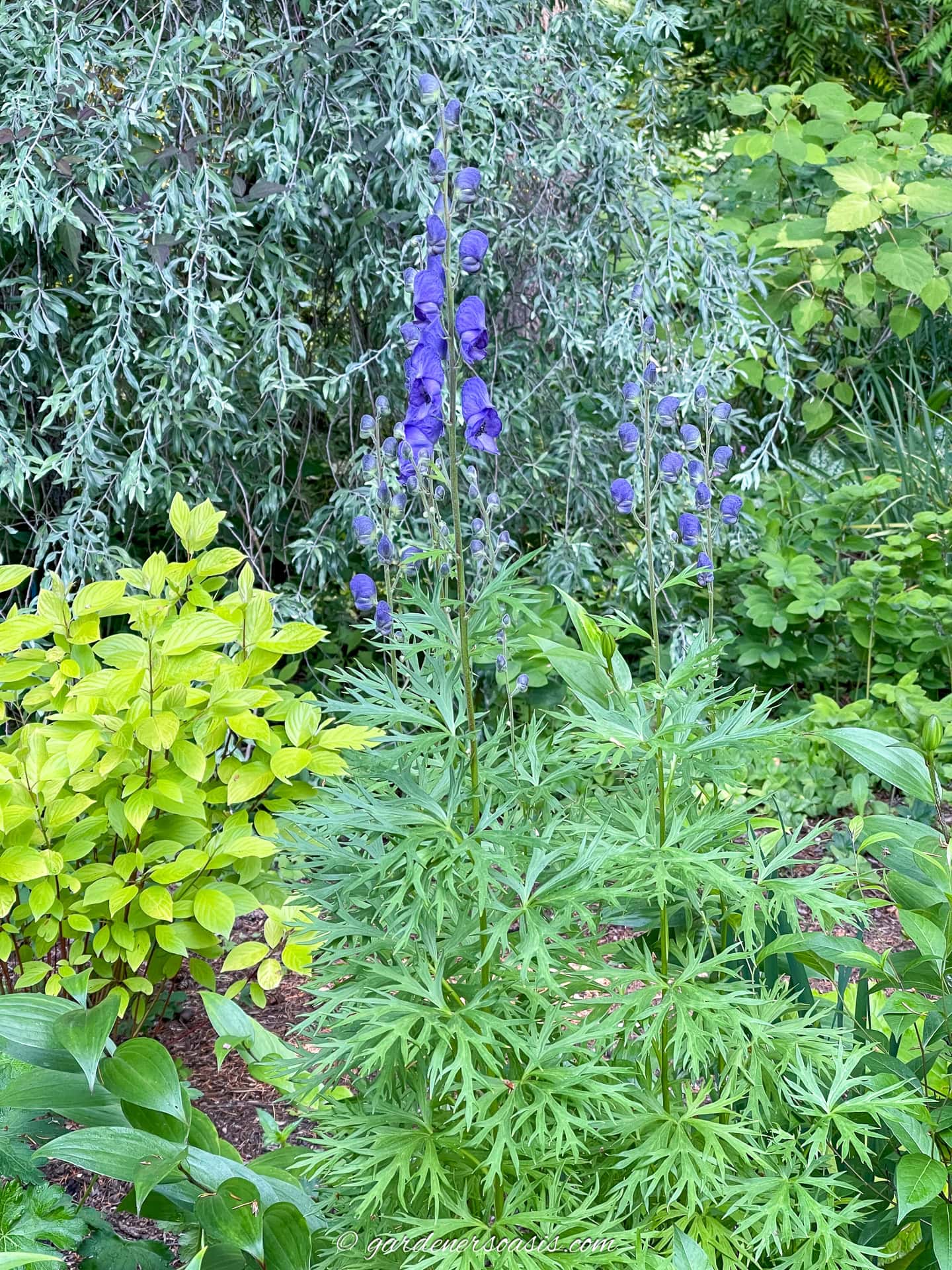 Tall green plant with narrow, deeply lobed leaves and spikes of purple-blue flowers growing in a garden surrounded by other leafy plants and shrubs.