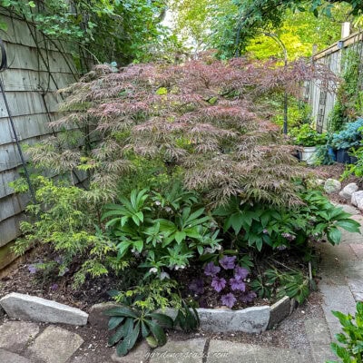 A small garden bed bordered with stones contains a Japanese maple, various green and purple plants, and is surrounded by a paved pathway and wooden fence.