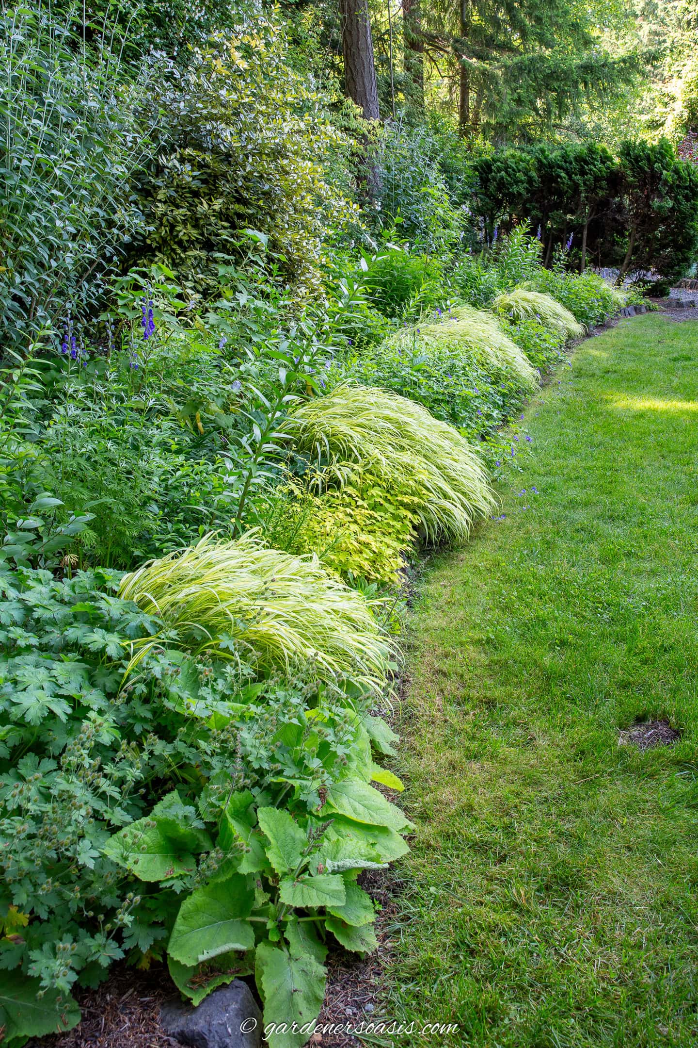A curved garden border with mixed green foliage plants and ornamental grasses, beside a neatly maintained lawn, surrounded by trees and shrubs.