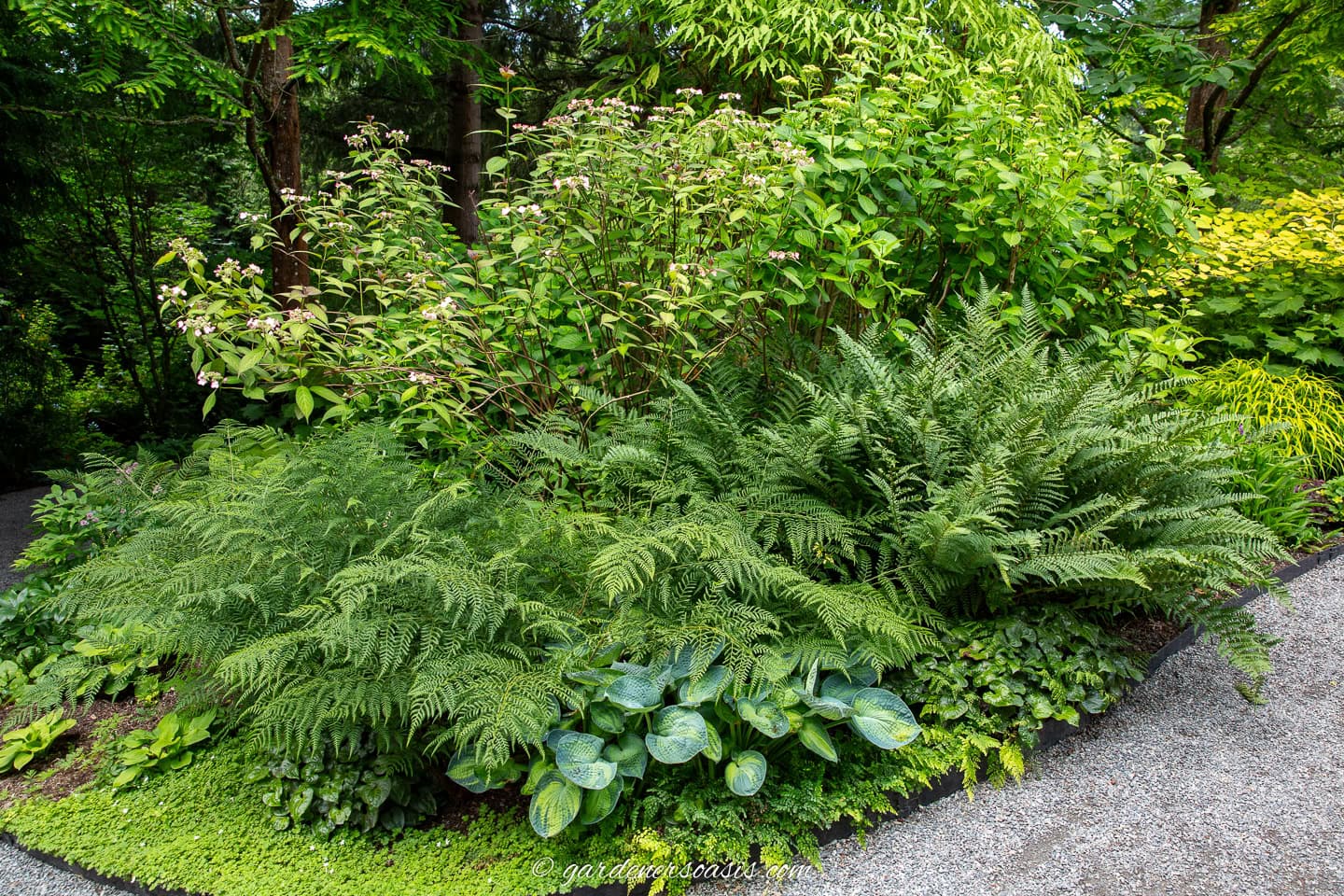 A shaded garden bed with lush green ferns, hostas, and flowering shrubs next to a gravel path.