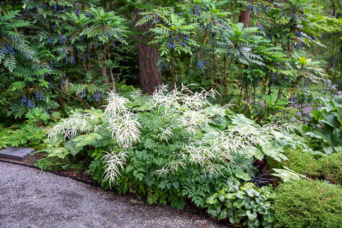 White Goatsbeard, wild ginger and Fatsia growing under Mahonia in a shade garden bed