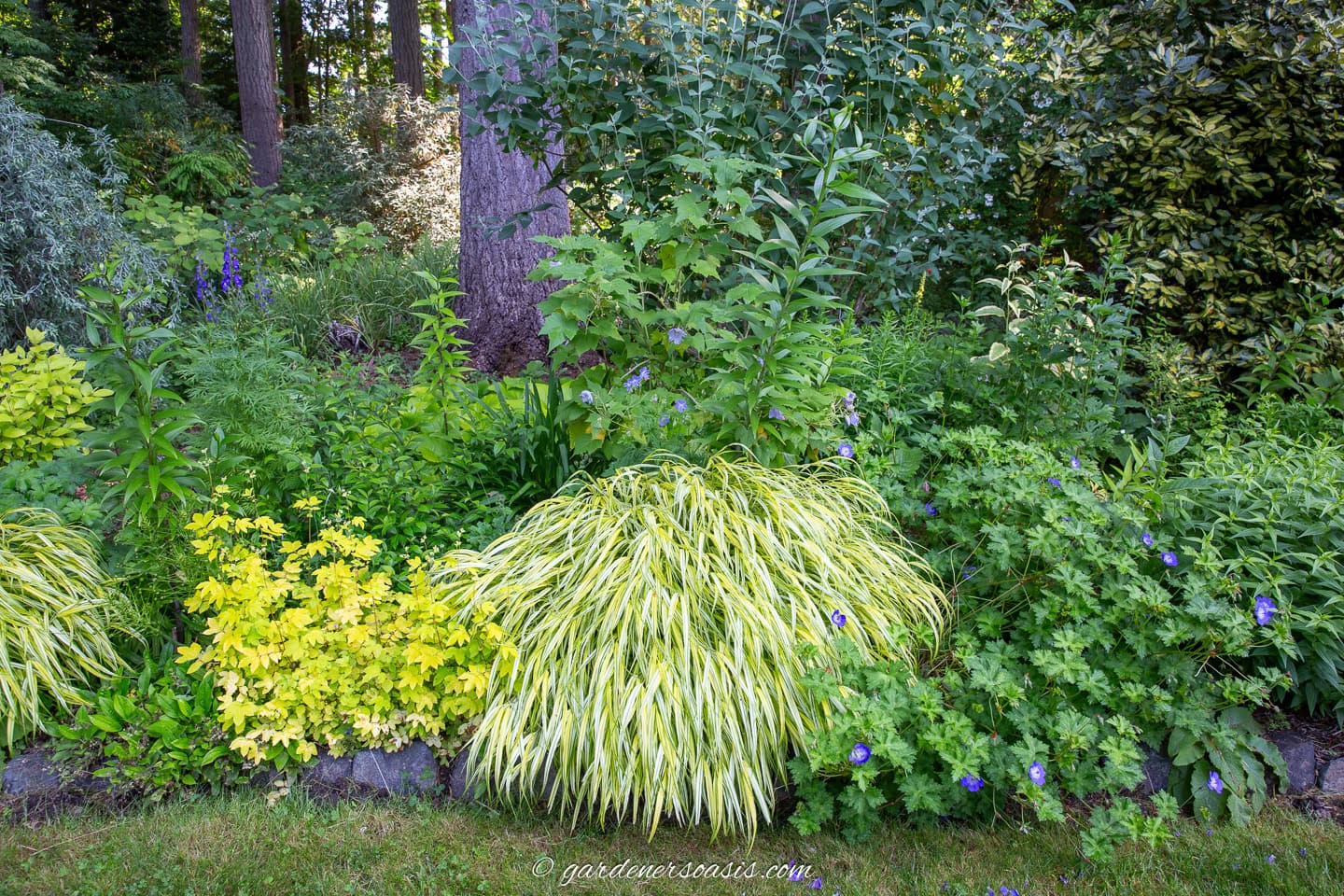 A shady garden bed with variegated Japanese Forest grass, perennial geraniums and other plants with yellow, green and blue foliage