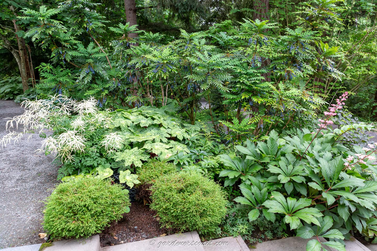 A variety of green shrubs and plants, including some with white and pink flowers, grow beside a gravel path in a shaded garden area.