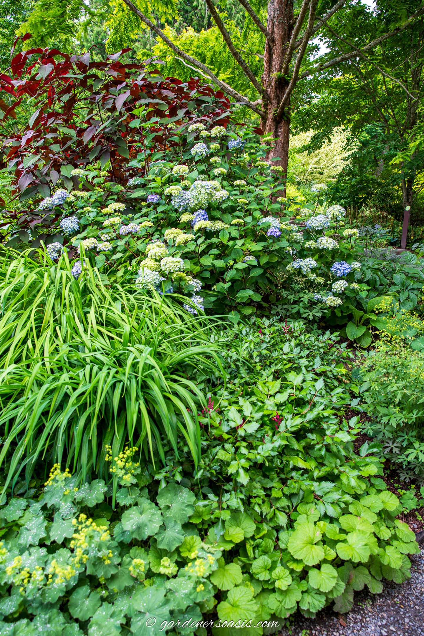 Shade garden bed with different colored leaves and flowers.