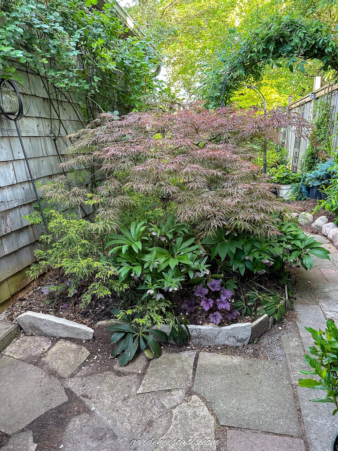 A small, neatly maintained garden bed with a Japanese maple tree, various green plants, and stone edging, next to a wooden fence and paved walkway.