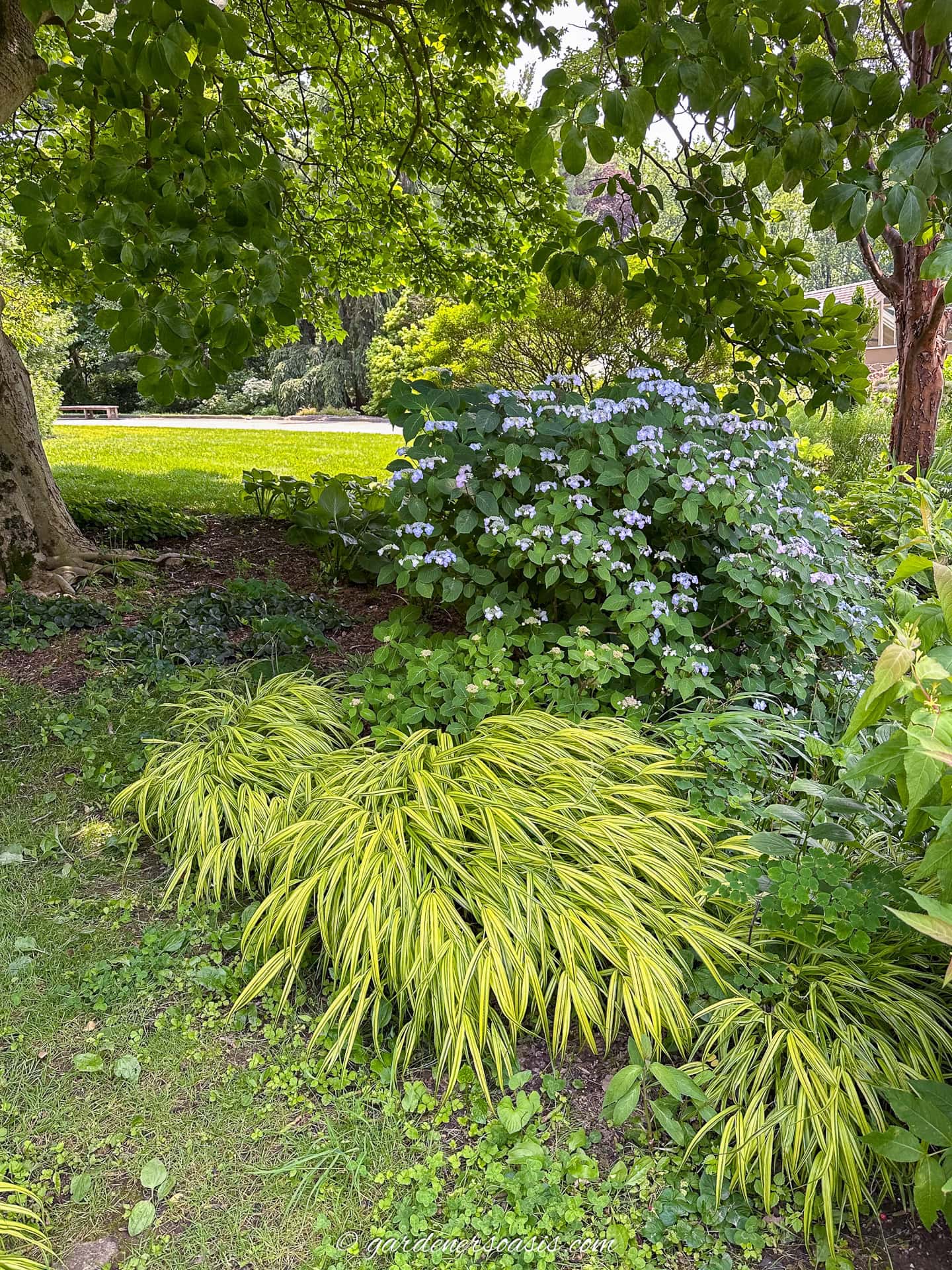 A shaded garden area with leafy green trees, ornamental grasses in the foreground, and a flowering shrub with pale purple blooms in the background.