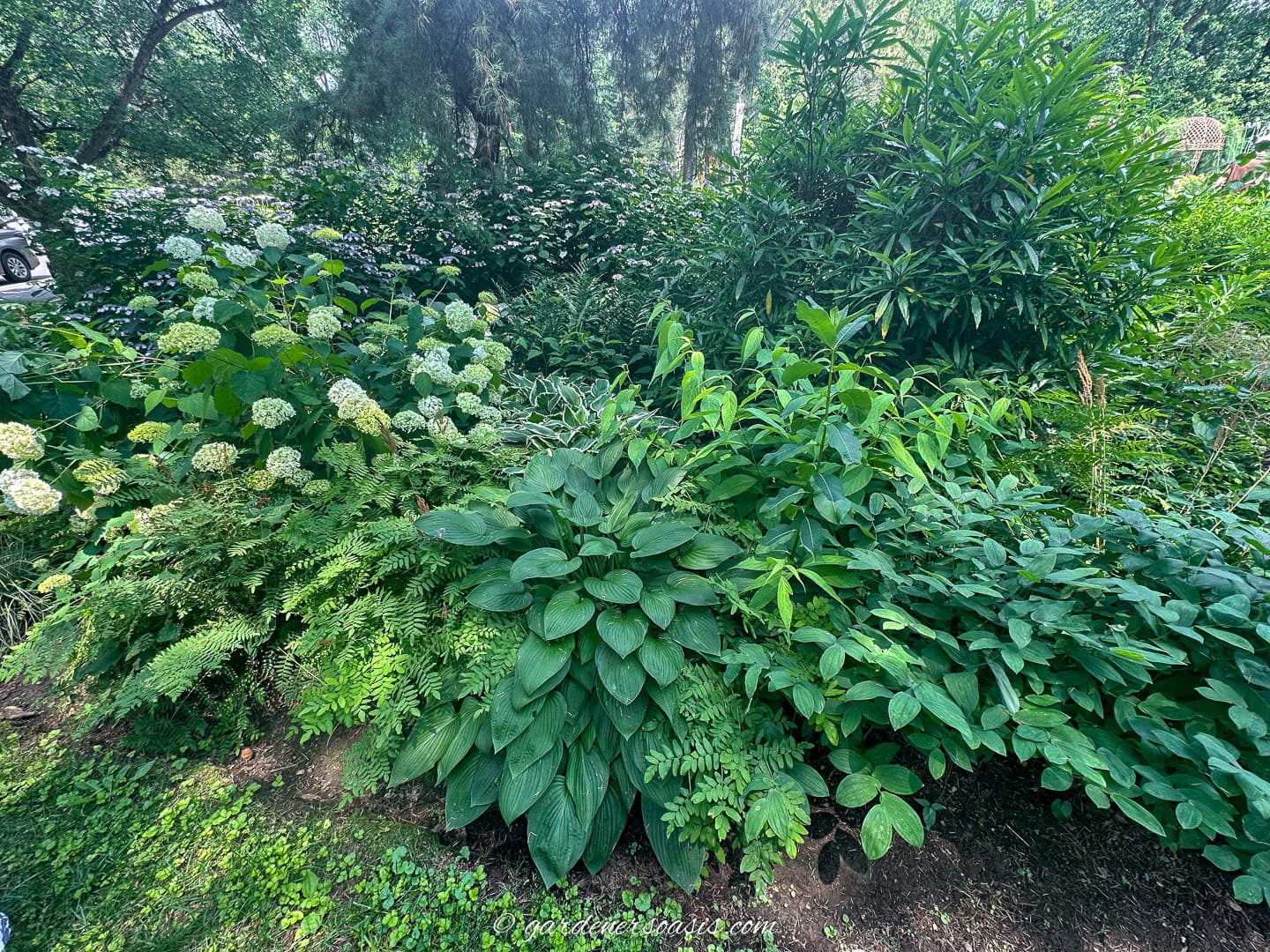 Dense garden bed with green leafy plants, ferns, and clusters of white hydrangea blooms surrounded by tall shrubs and trees in an outdoor setting.