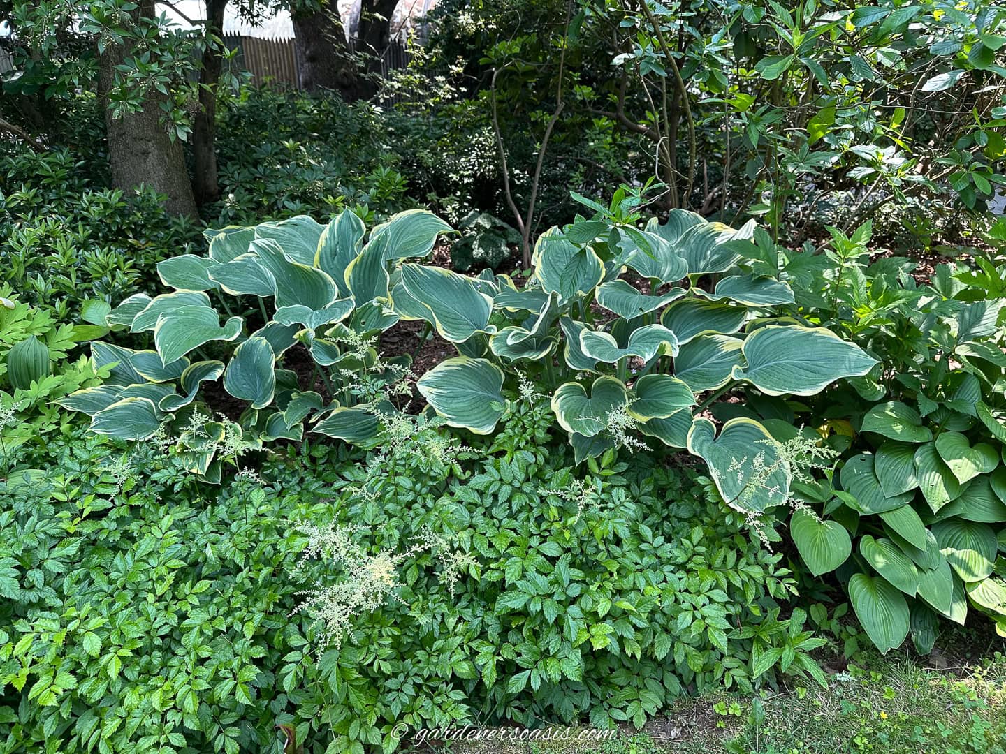 A cluster of large green hosta plants with white-edged leaves grows in a shaded garden area surrounded by other green foliage.