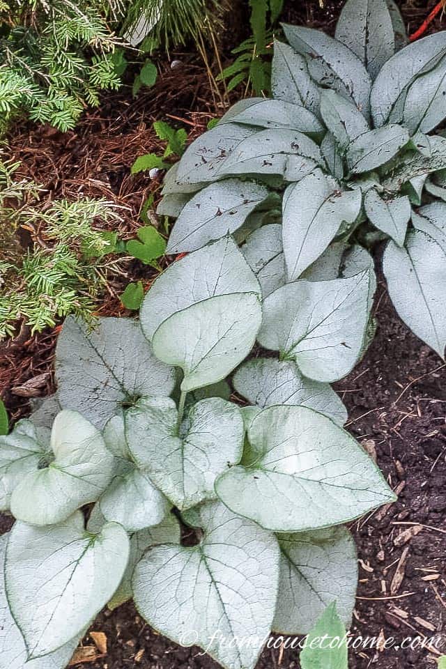 Brunnera Macrophyla "Jack Frost"