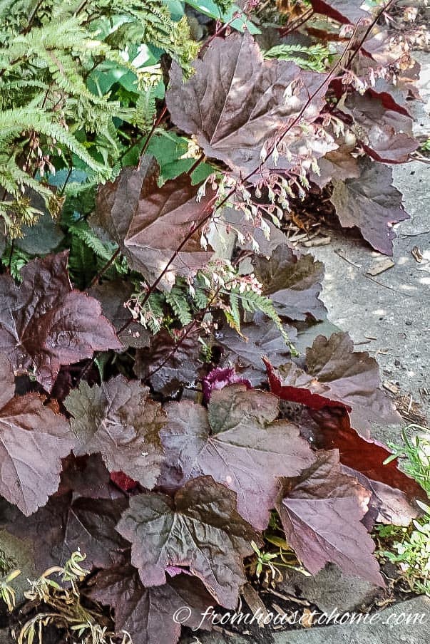 Heuchera 'Coral Bells'