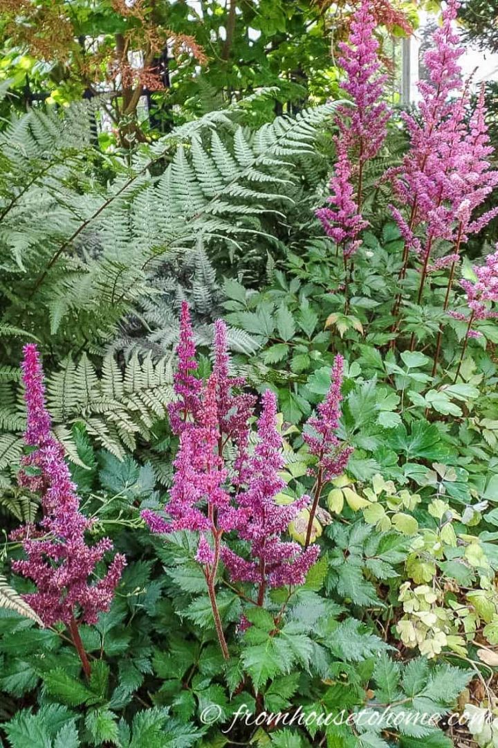 astilbe