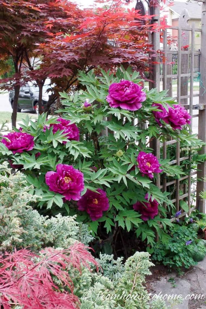Japanese Tree Peonies