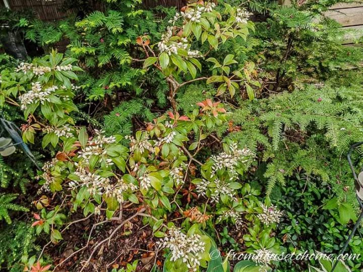 Pieris "Forest Flame"