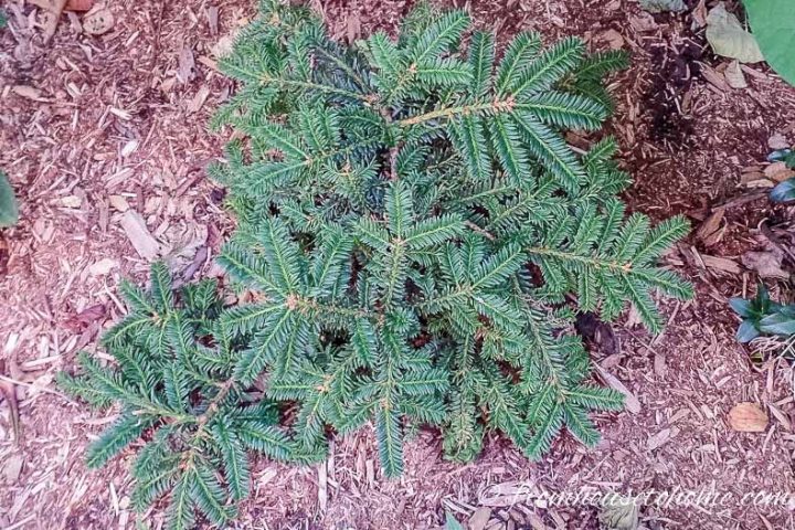 low growing evergreen shrub