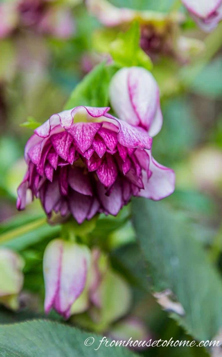 Double Hellebore