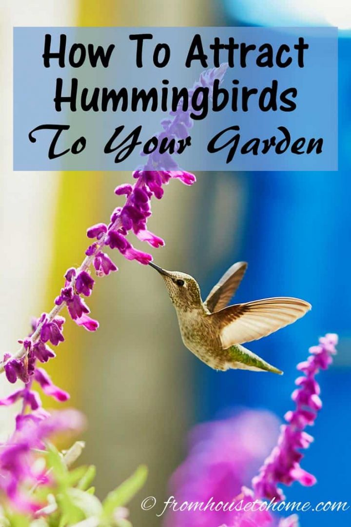 How To Attract Hummingbirds To Your Garden