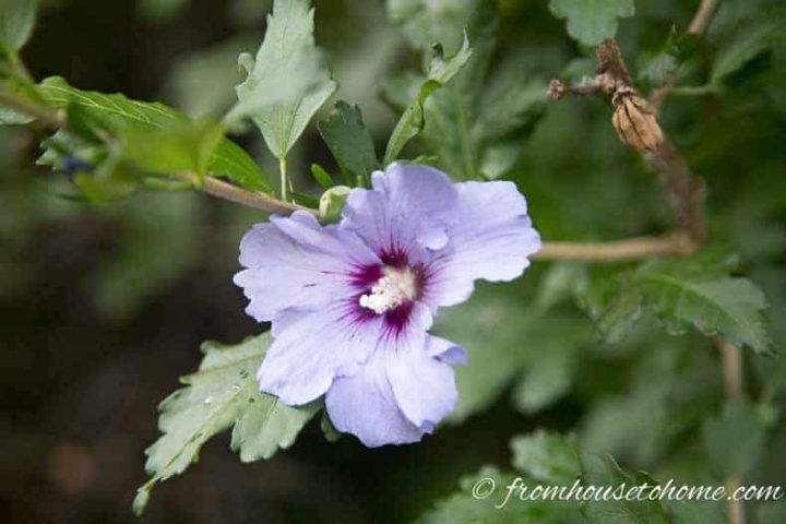Bluebird Hibiscus