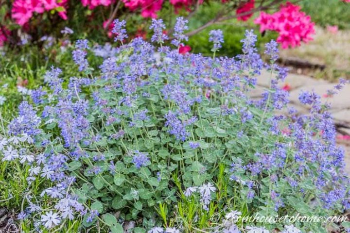 Cat Mint