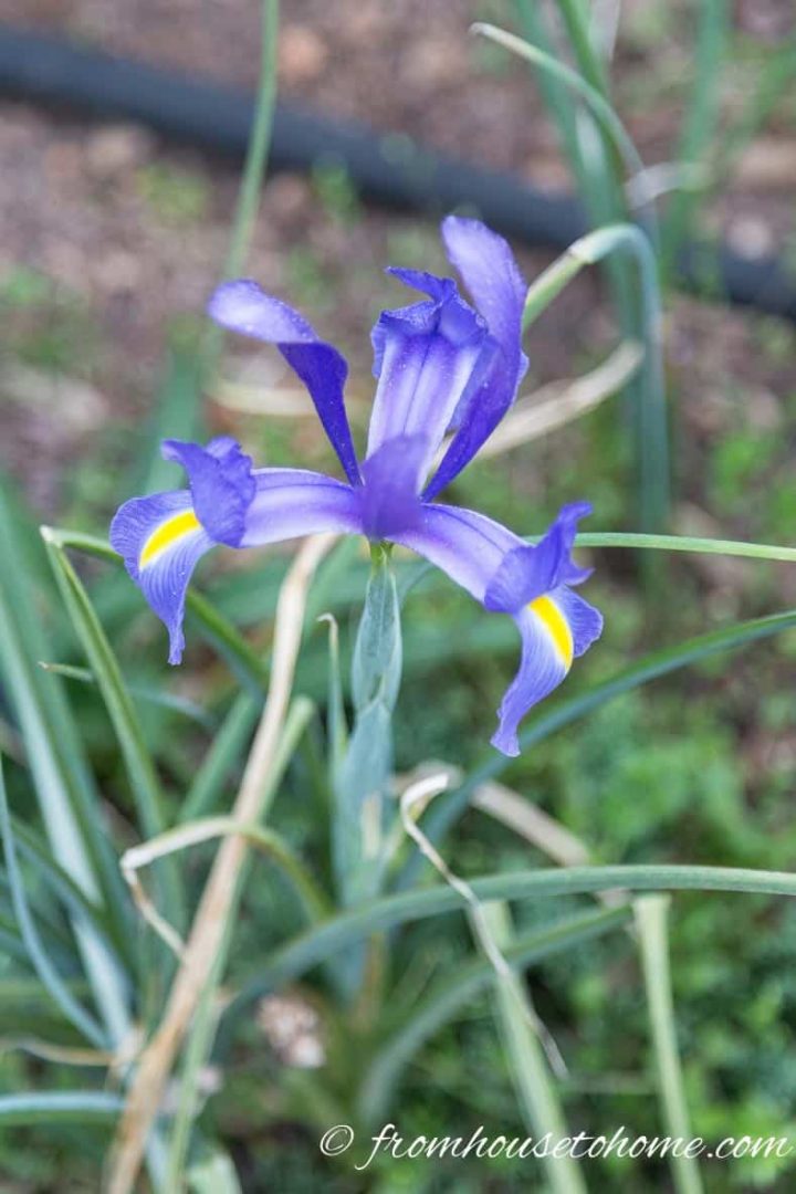 Dutch Iris Sapphire Beauty