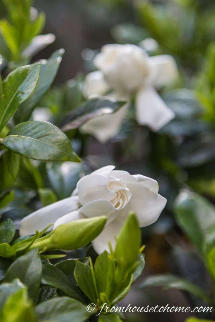 Gardenia