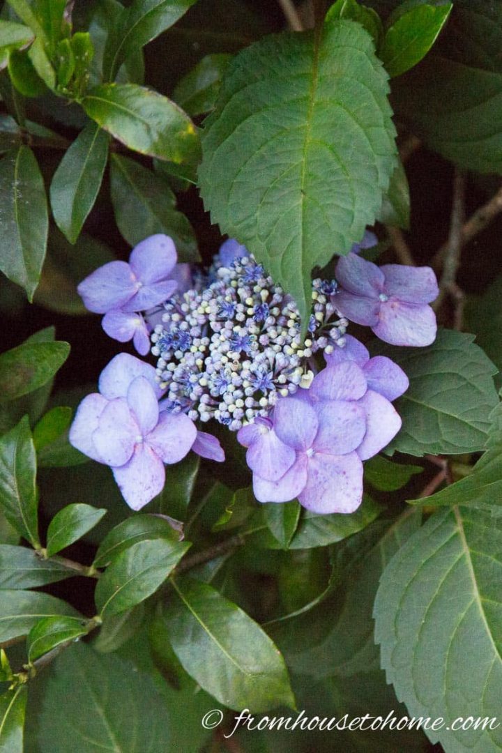 Hydrangea Twist n Shout