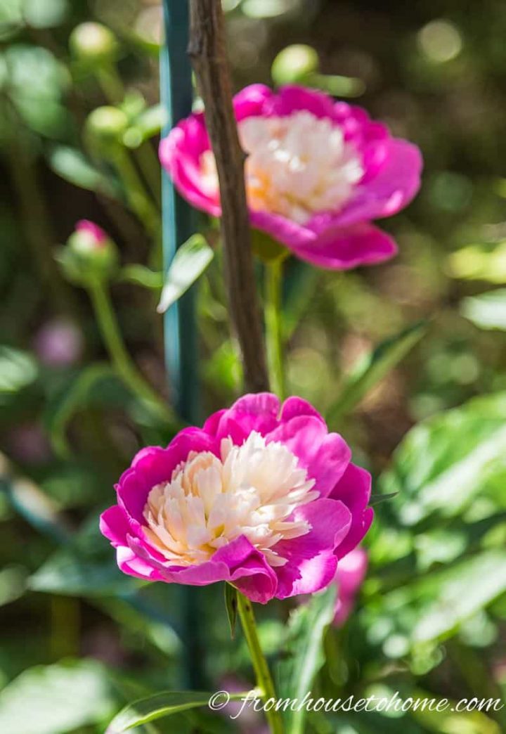 Peony "Santa Fe"