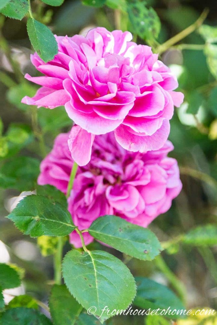 Roses
