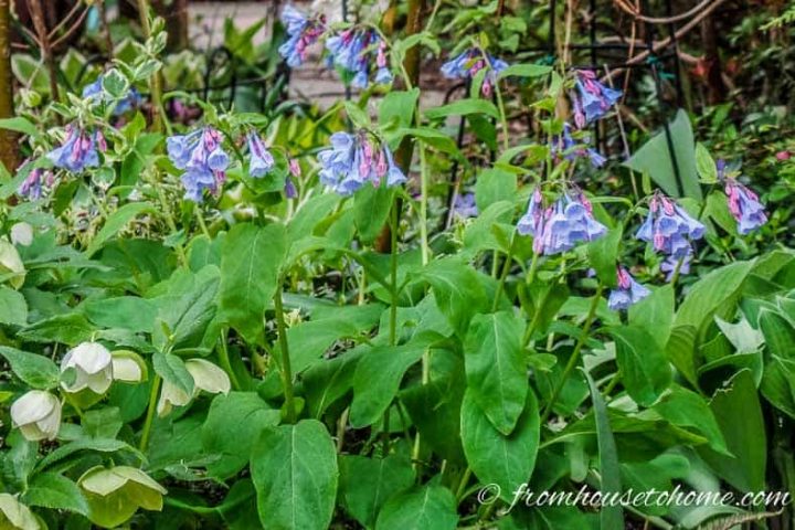 Virginia Bluebells
