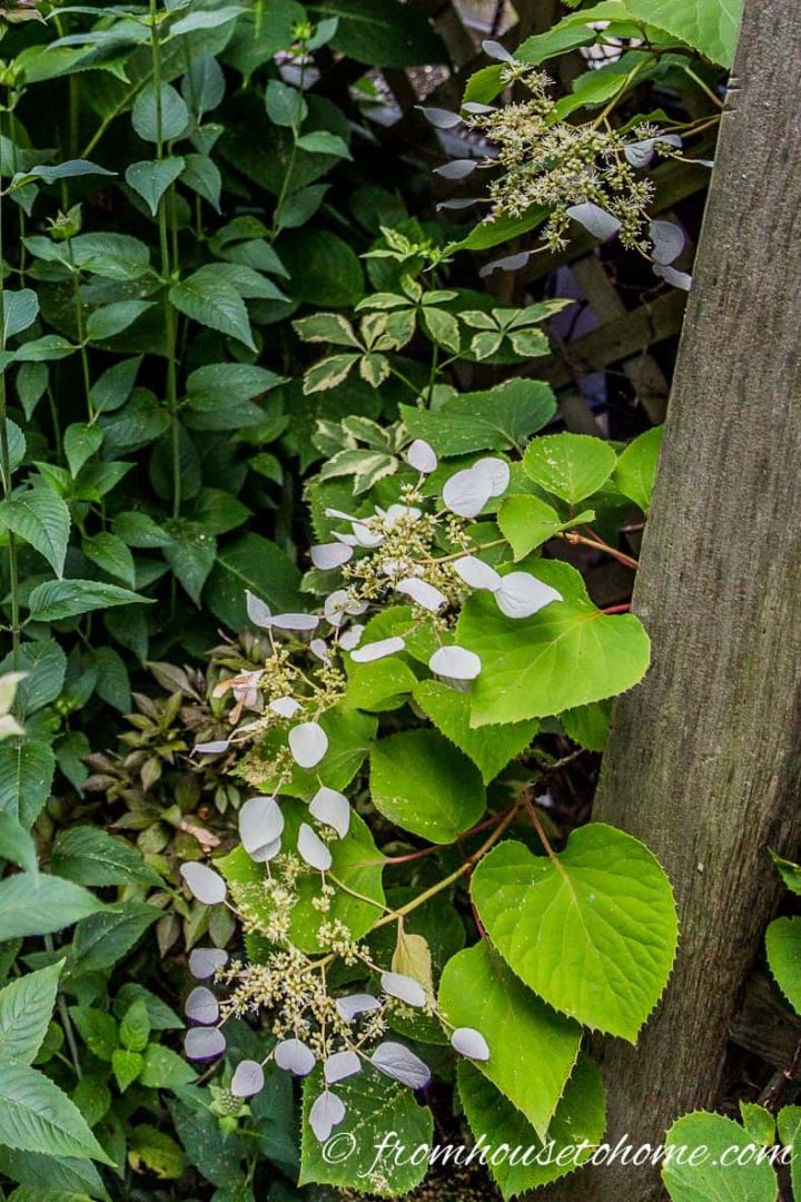 Climbing hydrangea