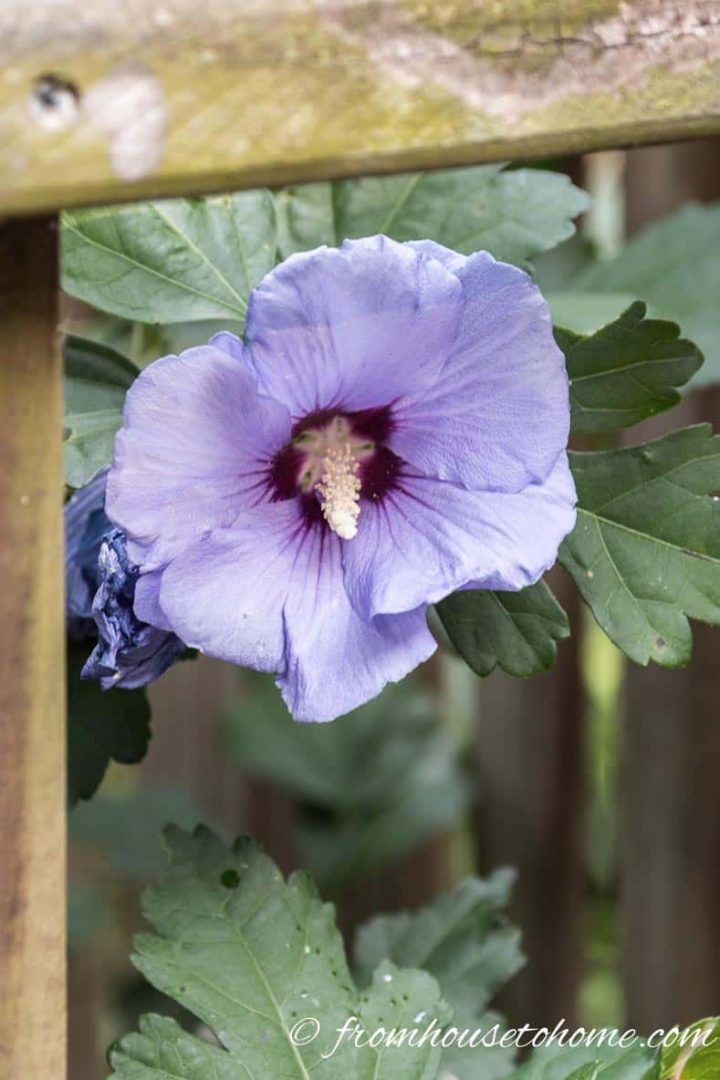 Hibiscus syriacus "Blue Bird"