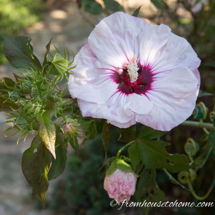 Hibiscus moscheutos "Kopper King"