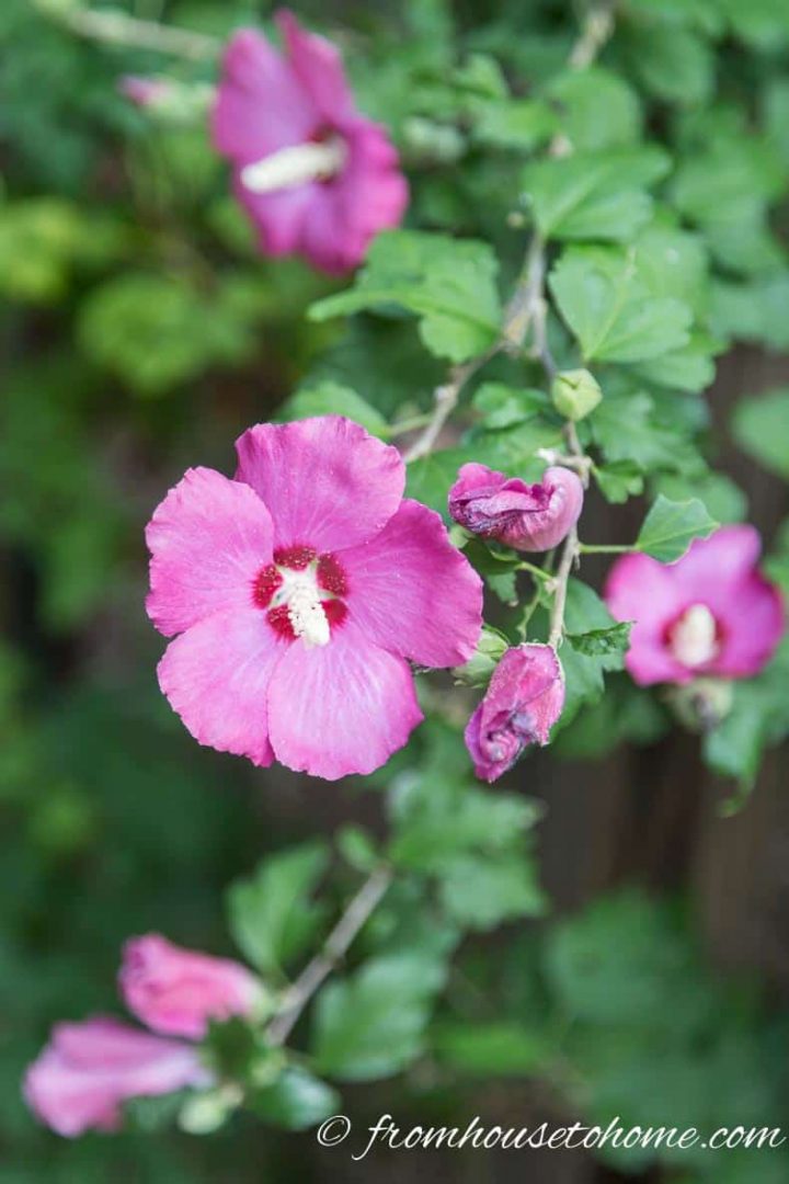 Hibiscus syriacus "Lil Kim"