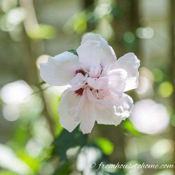 Hibiscus syriacus "Pink Chiffon"
