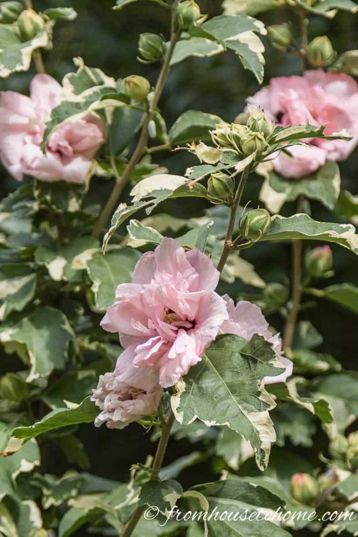 Hibiscus syriacus "Sugar Tip"